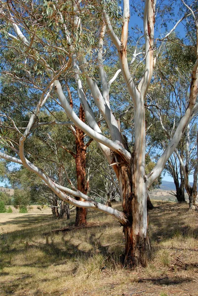 Jindabyne New South Wales Australia Trees Lake Jindabyne 金德布恩是雪山附近的旅游胜地 — 图库照片