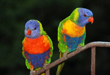Korkuluklara tüneyen gökkuşağı lorikeetleri. Renkli tüylü Avustralya kuşları. Sydney, Avustralya 'da gökkuşağı lorisi (trichoglossus moluccanus).