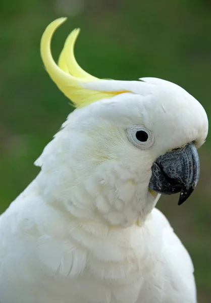 Kakadu Siarką Bliska Głowie Australijskie Ptaki Białym Upierzeniem Żółtym Grzebieniem — Zdjęcie stockowe