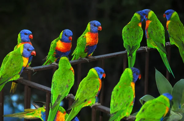 Tęczowe Lukrecje Siedzące Balustradzie Australijskie Ptaki Kolorowym Upierzeniem Lorikeet Tęczowy — Zdjęcie stockowe