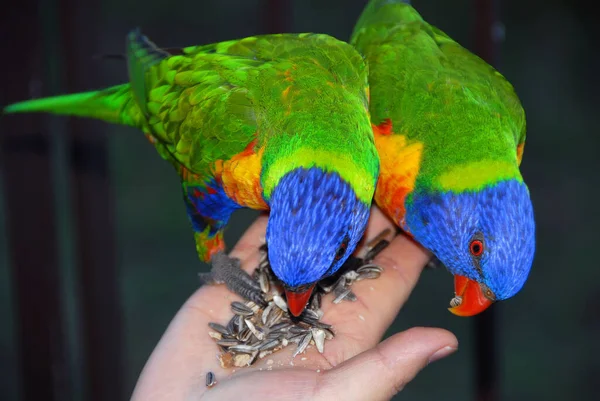 stock image Rainbow lorikeets feeding from a woman's hand. Australian birds with colourful plumage. Rainbow lorikeet (trichoglossus moluccanus) in Sydney, Australia.