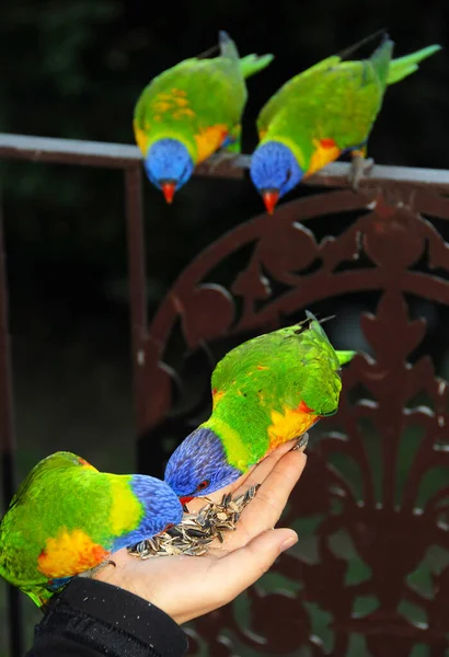 stock image Rainbow lorikeets feeding from a woman's hand. Australian birds with colourful plumage. Rainbow lorikeet (trichoglossus moluccanus) in Sydney, Australia.