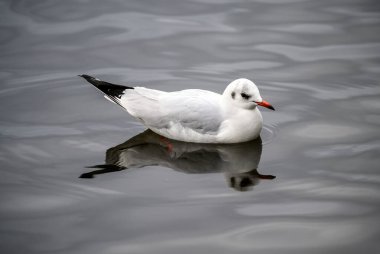 Black-headed gull in winter plumage in Kelsey Park, Beckenham, Greater London. A black-headed gull floats on the lake in Kelsey Park, Beckenham. Black-headed gull (Chroicocephalus ridibundus), UK.