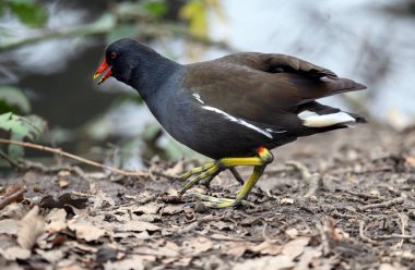 Moorhen in Kelsey Park, Beckenham, Greater London. A moorhen is running by the side of the lake. Moorhens are common in Kelsey Park, Beckenham, Kent. Common moorhen (Gallinula chloropus), UK.