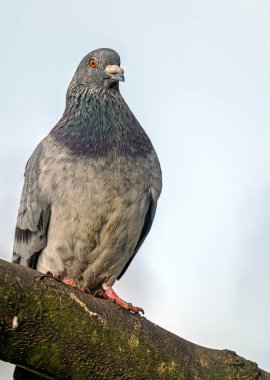 Rock dove or common pigeon or feral pigeon in Kelsey Park, Beckenham, Greater London. A dove (pigeon) sitting on a branch in Kelsey Park, Beckenham, Kent. Pigeon (Columba livia), UK.