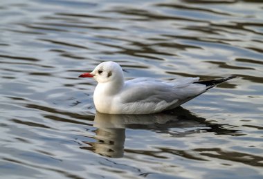 Black-headed gull in winter plumage in Kelsey Park, Beckenham, Greater London. A black-headed gull floats on the lake in Kelsey Park, Beckenham. Black-headed gull (Chroicocephalus ridibundus), UK.