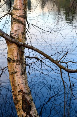 A tree growing out over one of the Keston Ponds on Keston Common near the village of Keston in Kent, UK. Detail of the bark and reflections of the branches in the water.