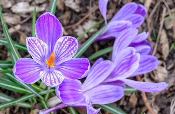 Crocuses Bloom Close Head Several Crocuses Croci Macro Photography Purple — Stock Photo, Image