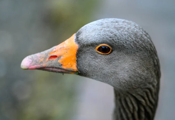 灰鹅看左边 鸟嘴呈橙色的灰色头像的特写 英国肯特郡贝肯纳姆的灰鹅 Anser Anser — 图库照片