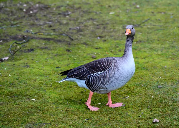 Гусь Седой Ходит Траве Птица Смотрит Камеру Greylag Goose Anser — стоковое фото