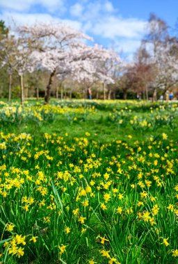 Halka açık bir parkta ağaçlı nergisler. Sarı çiçekler ve pembe çiçekler Kelsey Park, Beckenham, Kent, İngiltere 'de. Önplan odaklı bahar çiçekleri.