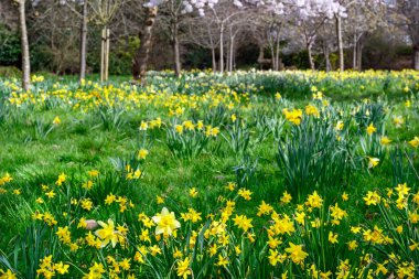 Halka açık bir parkta ağaçlı nergisler. Baharda ön planda odaklı sarı çiçekler. Kelsey Park, Beckenham, Kent, İngiltere.