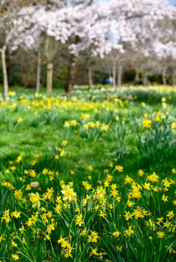 Halka açık bir parkta ağaçlı nergisler. Sarı çiçekler ve pembe çiçekler Kelsey Park, Beckenham, Kent, İngiltere 'de. Önplan odaklı bahar çiçekleri.