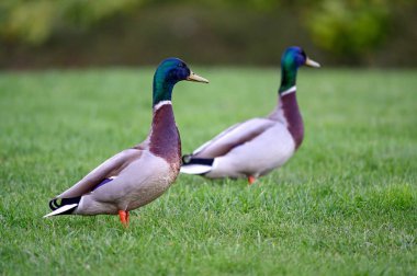 Parkta çimlerin üzerinde duran iki erkek yaban ördeği. Manzara oryantasyonu. Beckenham, Kent, İngiltere 'de Mallard (Anas platyrhynchos).