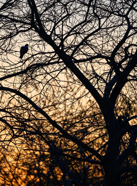 Bare Branches Tree Bird Silhouette Sky Portrait Orientation Evening View — Stock Photo, Image
