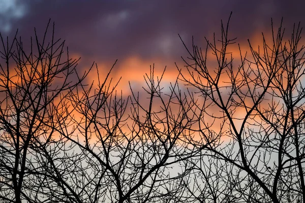Bare Takken Van Een Boom Silhouet Tegen Roze Wolken Landschapsoriëntatie — Stockfoto
