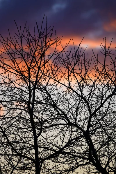 Ramos Nus Uma Árvore Silhueta Contra Nuvens Rosa Orientação Retrato — Fotografia de Stock