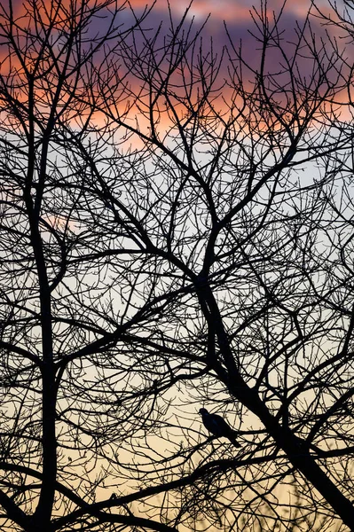Bare Branches Tree Bird Silhouette Sky Pink Clouds Portrait Orientation — Stock Photo, Image
