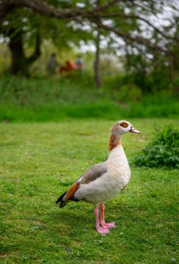 Mısır kazı Chislehurst Commons, Kent, İngiltere 'de çimlerin üzerinde duruyor. Mısır kazı (Alopochen aegyptiaca). Chislehurst, Londra 'nın Bromley ilçesinde.