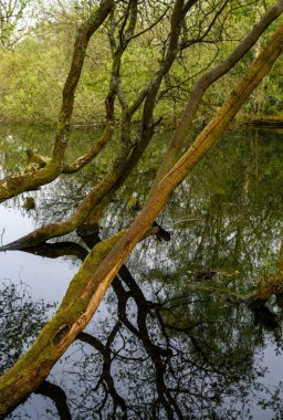 Rush Pond 'dan Trees Chislehurst Commons, Kent, İngiltere' de. Ağaçlar gölet boyunca uzanıyor ve suya yansıyor. Chislehurst, Londra 'nın Bromley ilçesinde..