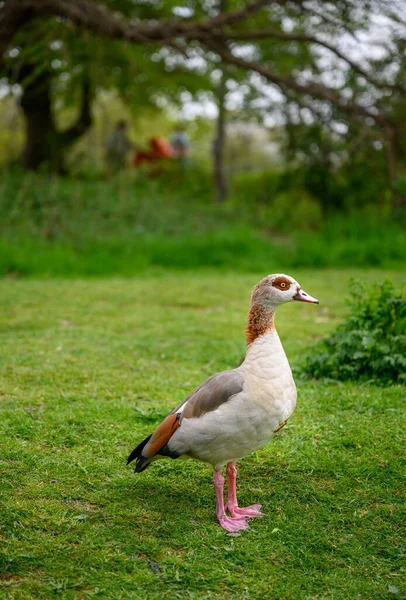 Egyptian Goose Standing Grass Chislehurst Commons Kent Egyptian Goose Alopochen — Stock Photo, Image