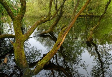 Rush Pond 'dan Trees Chislehurst Commons, Kent, İngiltere' de. Ağaçlar gölet boyunca uzanıyor ve suya yansıyor. Chislehurst, Londra 'nın Bromley ilçesinde..