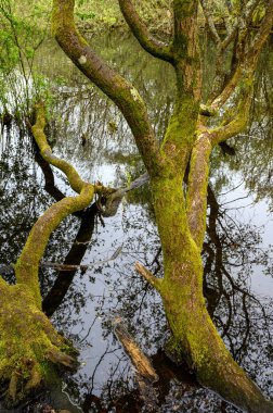 Rush Pond 'dan Trees Chislehurst Commons, Kent, İngiltere' de. Ağaçlar gölet boyunca uzanıyor ve suya yansıyor. Chislehurst, Londra 'nın Bromley ilçesinde..