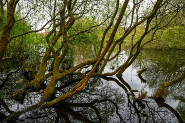 Rush Pond 'dan Trees Chislehurst Commons, Kent, İngiltere' de. Ağaçlar gölet boyunca uzanıyor ve suya yansıyor. Chislehurst, Londra 'nın Bromley ilçesinde..