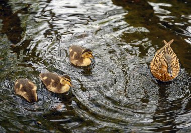 Chislehurst Commons 'taki Rush Gölü' nde ördek yavrusuyla dişi yaban ördeği. Chislehurst, Londra 'nın Bromley ilçesinde. Mallard ördeği (Anas platyrhynchos), Kent, İngiltere.