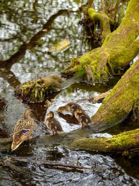 Chislehurst Commons 'taki Rush Gölü' nde ördek yavrusuyla dişi yaban ördeği. Chislehurst, Londra 'nın Bromley ilçesinde. Mallard ördeği (Anas platyrhynchos), Kent, İngiltere.