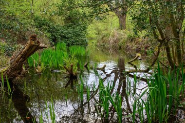 Chislehurst Commons, Kent, İngiltere 'de Rush Pond yakınlarında bir dere. Bir yaban ördeği suyun üzerinde yüzer. Chislehurst, Londra 'nın Bromley ilçesinde..