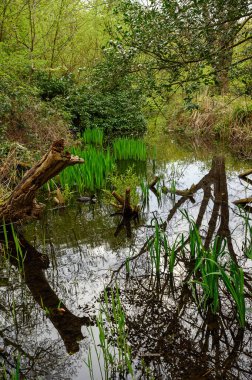 Chislehurst Commons, Kent, İngiltere 'de Rush Pond yakınlarında bir dere. Bir yaban ördeği suyun üzerinde yüzer. Chislehurst, Londra 'nın Bromley ilçesinde..
