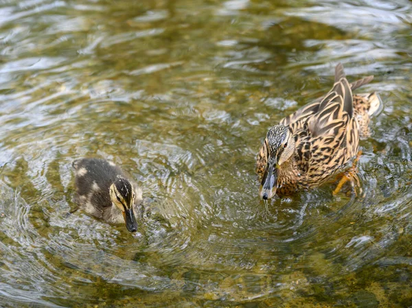 Chislehurst Commons 'taki Rush Gölü' nde ördek yavrusuyla dişi ördek. Chislehurst, Londra 'nın Bromley ilçesinde. Mallard ördeği (Anas platyrhynchos), Kent, İngiltere.