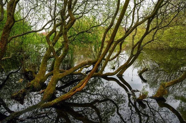 Rush Pond Dan Trees Chislehurst Commons Kent Ngiltere Ağaçlar Gölet — Stok fotoğraf