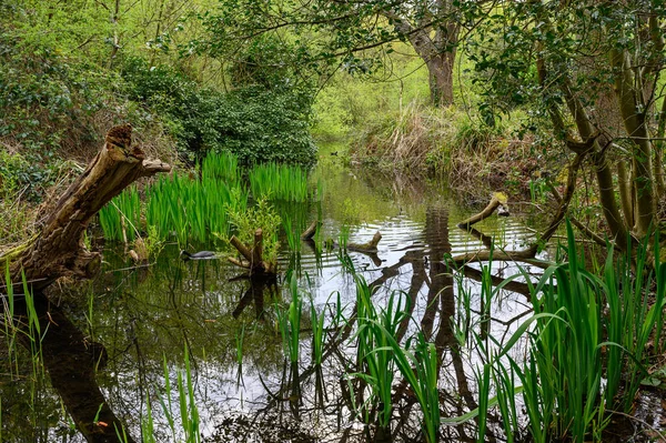 Chislehurst Commons Rush Pond 근처의 통나무배가물 헤엄쳐다니고 허스트는 그레이터런던 — 스톡 사진