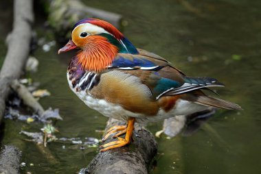Kent, İngiltere 'de bir gölün üzerinde duran erkek mandarin ördeği. Sola bakan bir ördek. Kelsey Park, Beckenham, Londra 'da Mandarin ördeği (Aix galericulata). Mandarin, ağaç ördeğinin bir türüdür..
