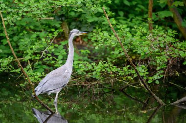 İngiltere, Kent 'te bir nehirde duran gri balıkçıl. Manzara manzaralı bir balıkçıl sağa bakıyor. Gri balıkçıl (Ardea cinerea) Kelsey Park, Beckenham, Büyük Londra 'da. Park balıkçıllarıyla ünlüdür..