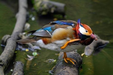 Kent, İngiltere 'de bir gölün üzerinde duran erkek mandarin ördeği. Kafasını kaşıyan bir ördek. Kelsey Park, Beckenham, Londra 'da Mandarin ördeği (Aix galericulata). Mandarin, ağaç ördeğinin bir türüdür..