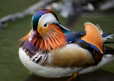 Kent, İngiltere 'de bir gölde duran erkek mandarin ördeği. Ördeğin yakın görüntüsü. Kelsey Park, Beckenham, Londra 'da Mandarin ördeği (Aix galericulata). Mandarin, ağaç ördeğinin bir türüdür..