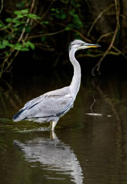 İngiltere, Kent 'te bir nehirde duran gri balıkçıl. Karanlık bir geçmişi olan bir balıkçıl. Gri balıkçıl (Ardea cinerea) Kelsey Park, Beckenham, Büyük Londra 'da. Park balıkçıllarıyla ünlüdür..