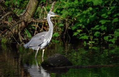 İngiltere, Kent 'te bir nehirde duran gri balıkçıl. Manzara manzaralı bir balıkçıl sağa bakıyor. Gri balıkçıl (Ardea cinerea) Kelsey Park, Beckenham, Büyük Londra 'da. Park balıkçıllarıyla ünlüdür..