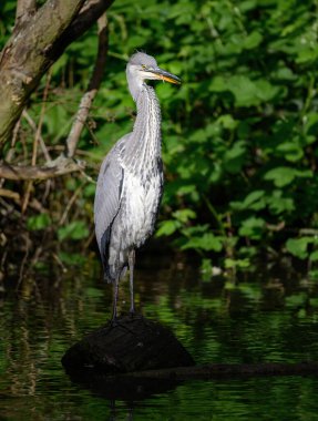 İngiltere, Kent 'te bir nehirde duran gri balıkçıl. Balıkçılın dili görünüyor. Gri balıkçıl (Ardea cinerea) Kelsey Park, Beckenham, Büyük Londra 'da. Park balıkçıllarıyla ünlüdür..