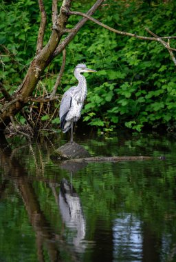 İngiltere, Kent 'te bir nehirde duran gri balıkçıl. Balıkçılın tam yansıması. Gri balıkçıl (Ardea cinerea) Kelsey Park, Beckenham, Londra 'da. Park balıkçıllarıyla ünlüdür..