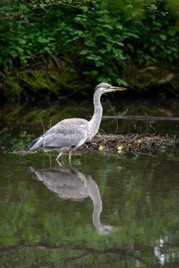 İngiltere, Kent 'te bir nehirde duran gri balıkçıl. Balıkçıl yansımayla karşı karşıya. Gri balıkçıl (Ardea cinerea) Kelsey Park, Beckenham, Büyük Londra 'da. Park balıkçıllarıyla ünlüdür..