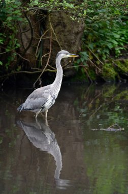 İngiltere, Kent 'te bir nehirde duran gri balıkçıl. Balıkçıl sağa dönük suda yüzüyor. Gri balıkçıl (Ardea cinerea) Kelsey Park, Beckenham, Büyük Londra 'da. Park balıkçıllarıyla ünlüdür..