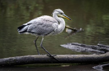 Kent, İngiltere 'de bir nehirde gri balıkçıl. Balıkçıl, boynu manzaraya eğilmiş bir kütüğün üzerinde duruyor. Gri balıkçıl (Ardea cinerea) Kelsey Park, Beckenham, Londra 'da. Park balıkçıllarıyla ünlüdür..