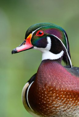 Kent, İngiltere 'de bir erkek ördeğin yakın portresi. Bu renkli ördek tüm su kuşlarının en güzel tüylerinden bazılarına sahip. Orman ördeği veya Carolina ördeği (Aix sponsa) Kelsey Park, Beckenham, Londra