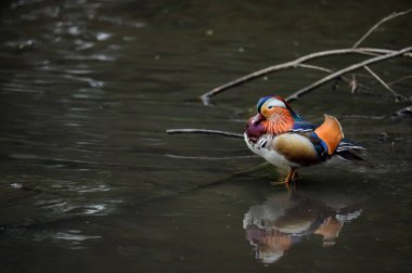 Kent, İngiltere 'de bir gölde duran erkek mandarin ördeği. Sola bakan yansımalı ördek. Kelsey Park, Beckenham, Londra 'da Mandarin ördeği (Aix galericulata). Mandarin, ağaç ördeğinin bir türüdür..