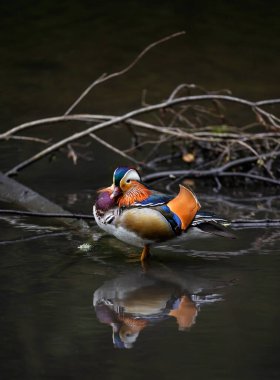 Kent, İngiltere 'de bir gölde duran erkek mandarin ördeği. Yansımalı ördek yarı sola görünüyor. Kelsey Park, Beckenham, Londra 'da Mandarin ördeği (Aix galericulata). Mandarin, ağaç ördeğinin bir türüdür..