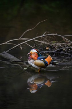 Kent, İngiltere 'de bir gölde duran erkek mandarin ördeği. Sola bakan mükemmel bir yansıması olan ördek. Kelsey Park, Beckenham, Londra 'da Mandarin ördeği (Aix galericulata). Mandarin, ağaç ördeğinin bir türüdür.